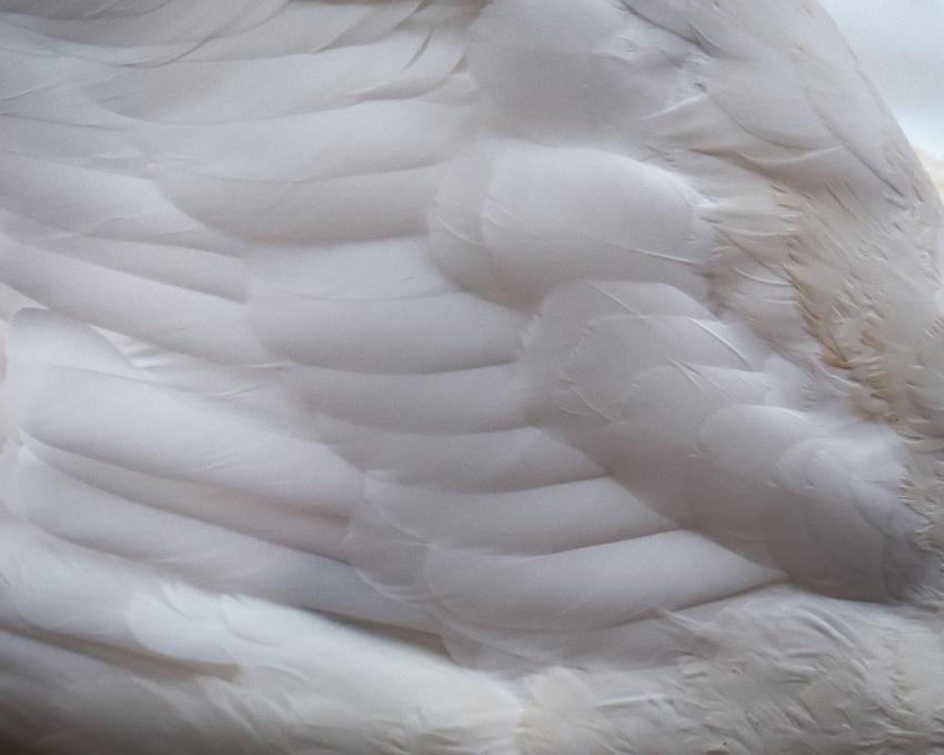 Mute Swan Abstract
