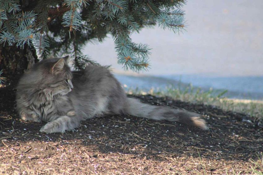 Longing cat