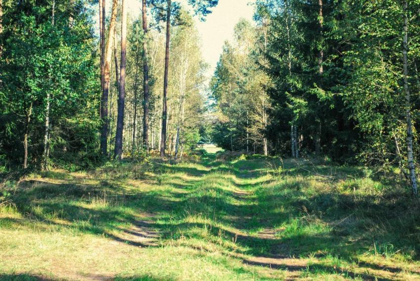 Leśne drogi