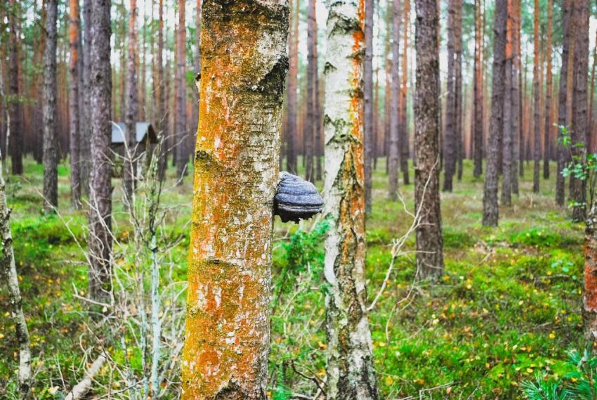 FOREST