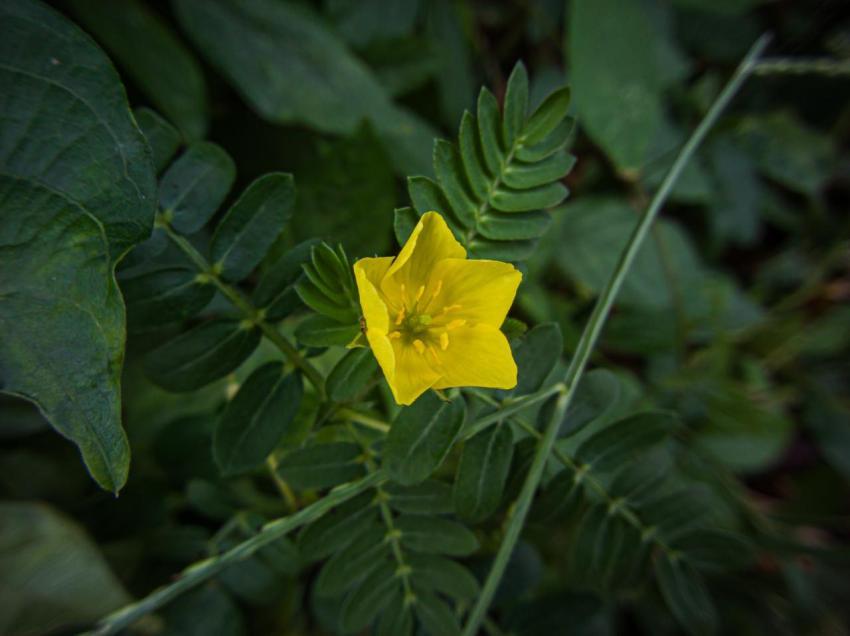 Flowers growing next to the road