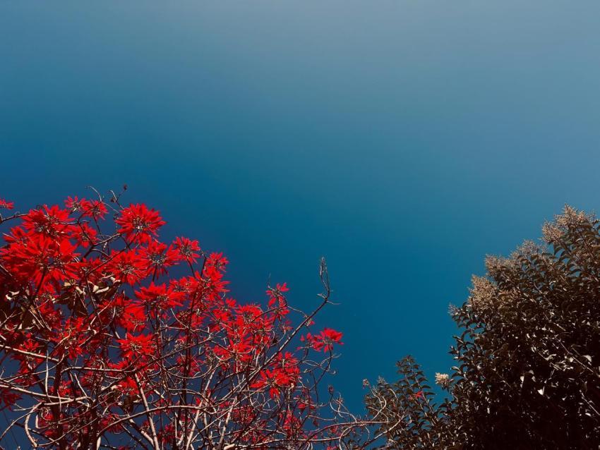 Flores al cielo   Khalz Photo