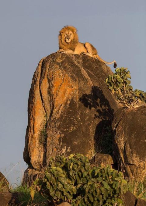 King of the jungle
