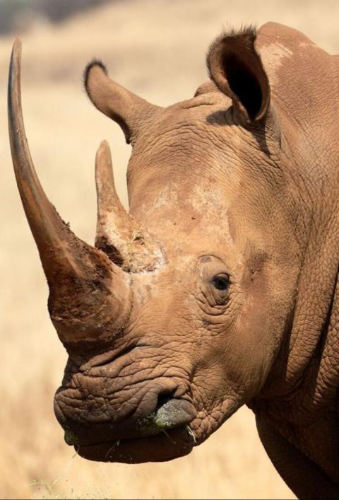 African rhino