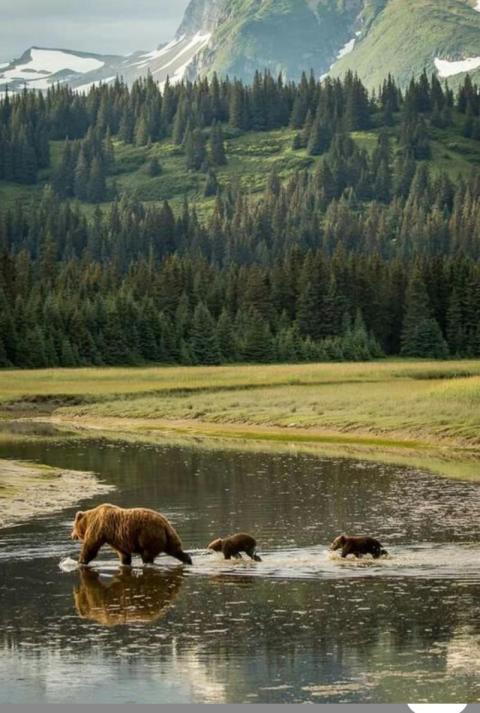 Bear?