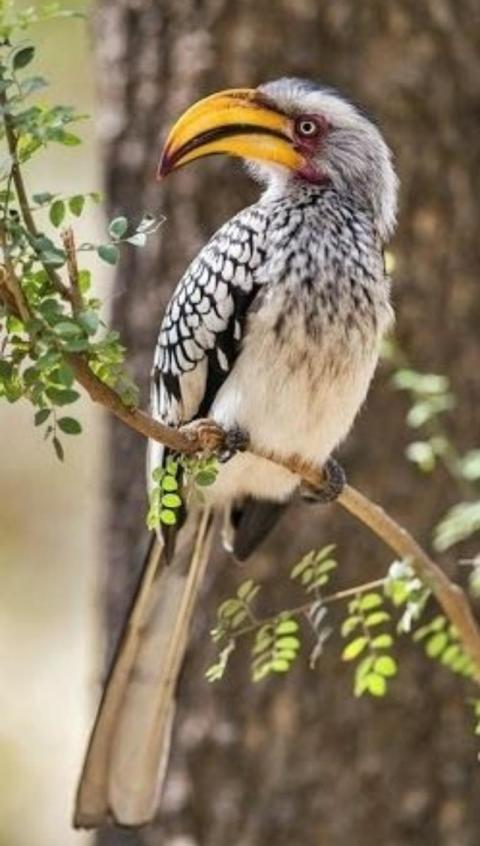 Billed horn bill