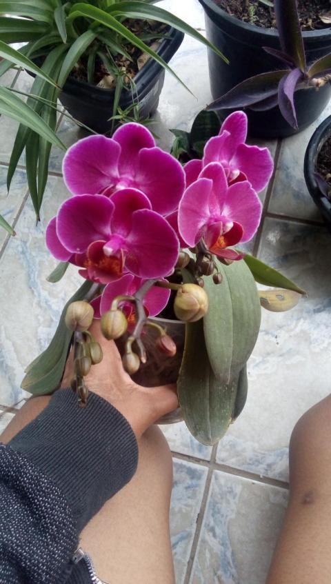 Phalaenopsis