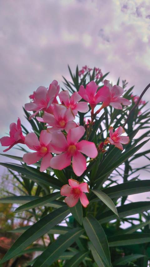 Flower