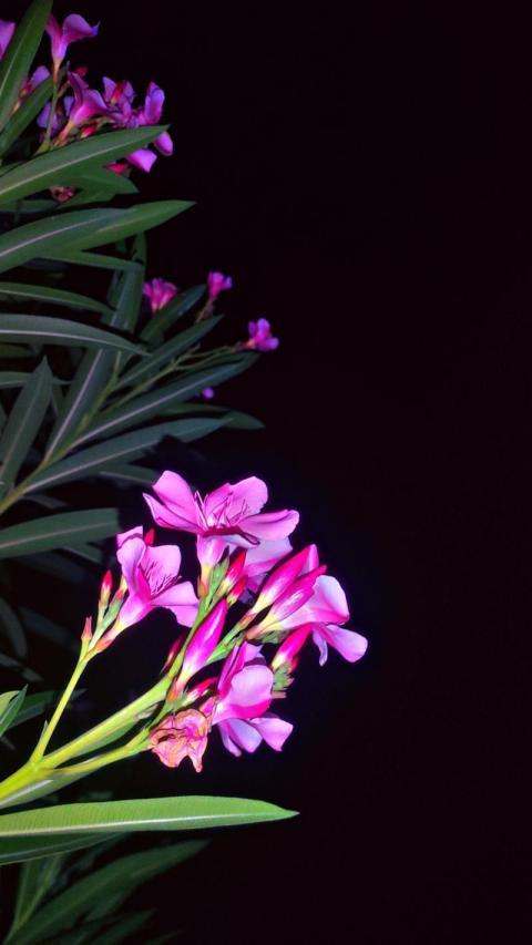 night click
