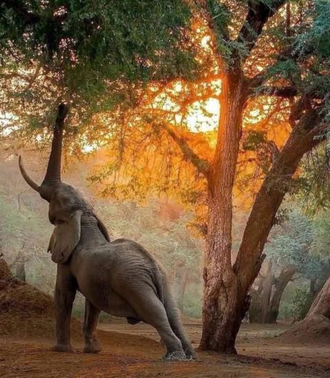 Elephant