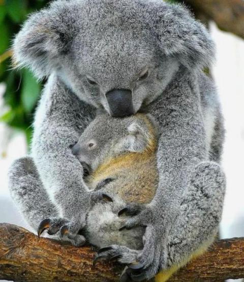 Koala
