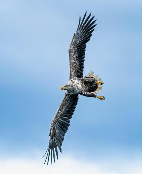 I am eagle