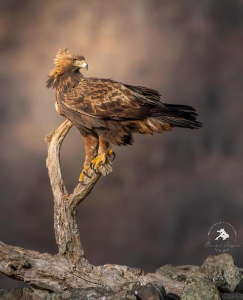 Golden Eagle