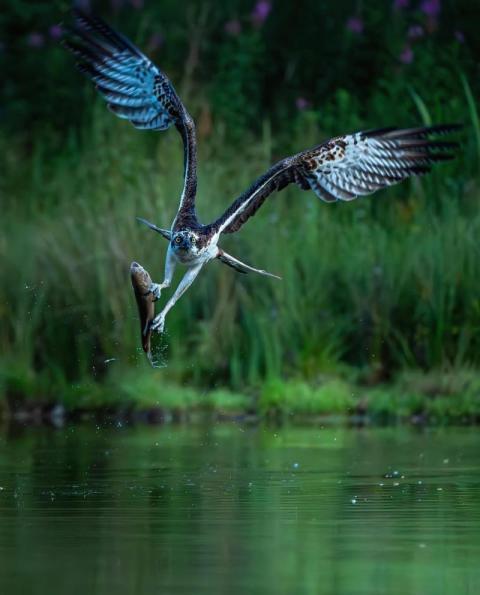 The hunger games |osprey, Scotland
