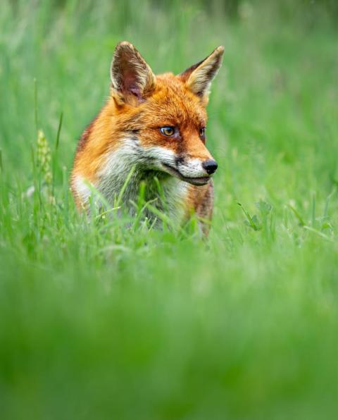 Red fox