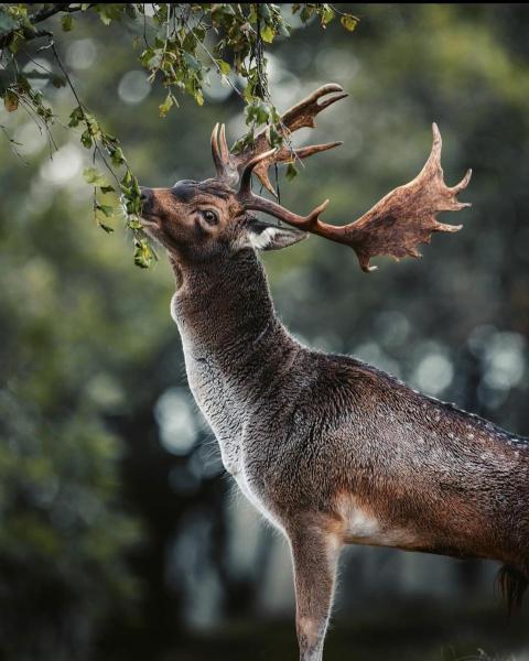 A DEER