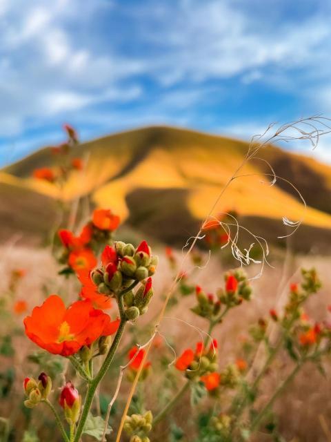 Globemallows Blooming in Leslie Gulch, Oregon