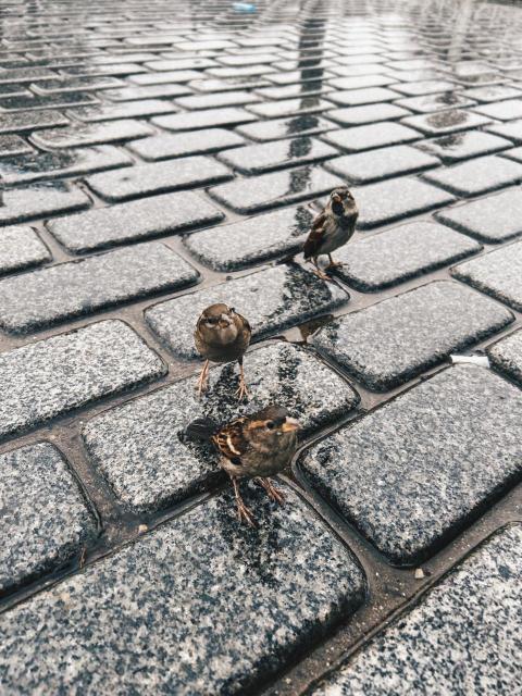 IMG 2498 VSCO