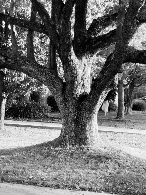Neighborhood Walk