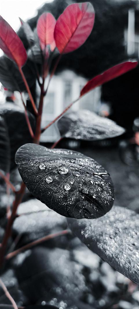Kropla