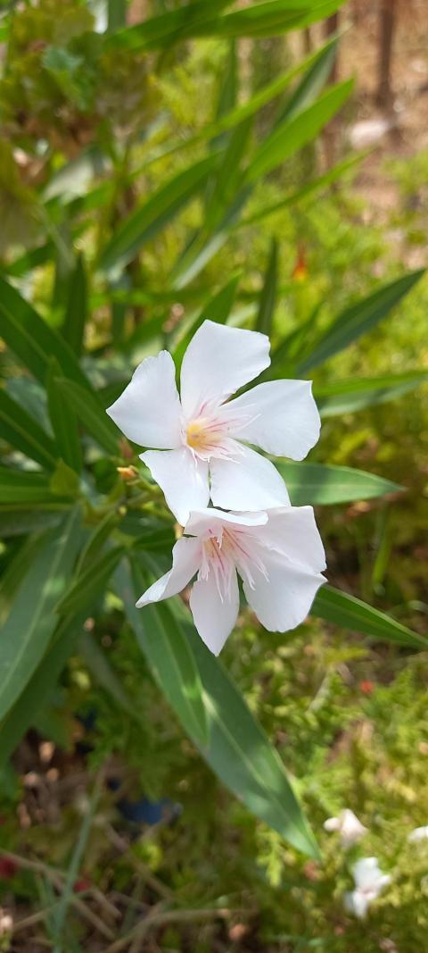 Oleander flower