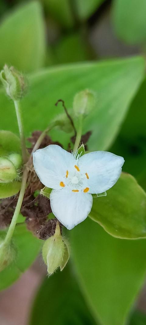 White flower.