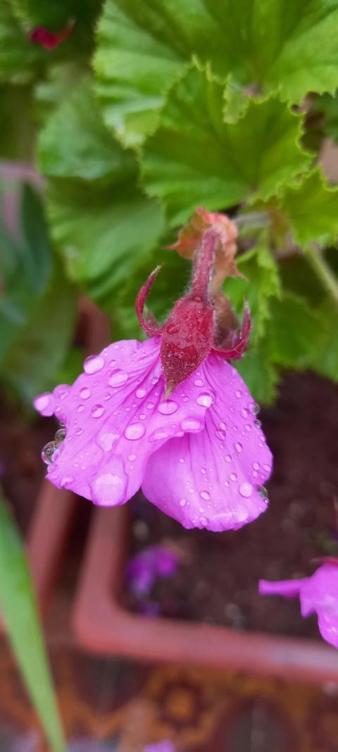 Pink flower.