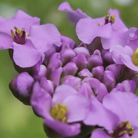 candytuft up close