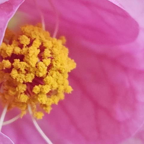 Parlour Maple Flower