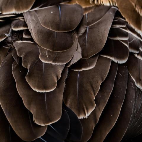 Canada Goose Abstract