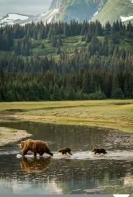 Bear?