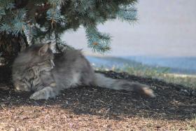Longing cat