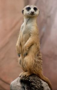 Meerkat