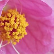 Parlour Maple Flower